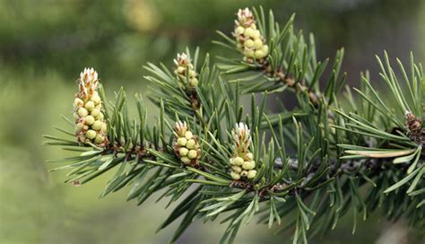 Guide To Trimming Pine Trees - Mechanicsburg Tree Service