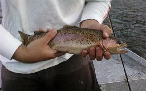 Caddis Attack - Warm River to Ashton | Idaho Fly Fishing Report