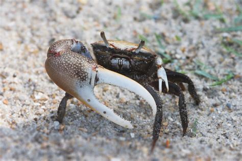 Sand Fiddler Crab | Learn With the South Carolina Aquarium