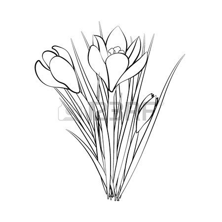 Crocus Flower Drawing at GetDrawings | Free download