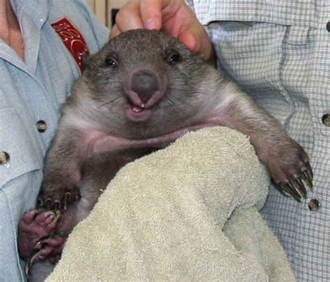 And finally: THE DERPIEST WOMBAT IN THE WORLD!!!!! | Smiling animals ...