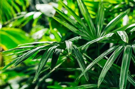 Premium Photo | Beautiful green palm leaves