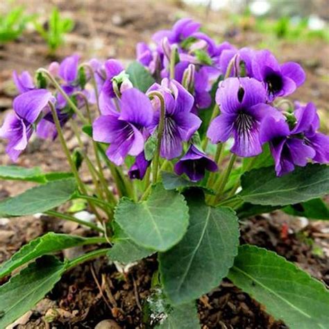 Viola Philippica Plants Seeds 50pcs Organic Wild Grass Herb Purple ...