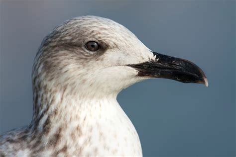 Free Images : sea, nature, wing, seabird, seagull, wildlife, beak ...