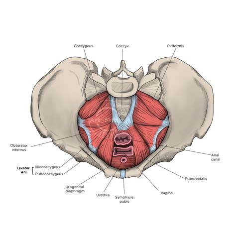 Pelvis Anatomy - Artomedics Studio