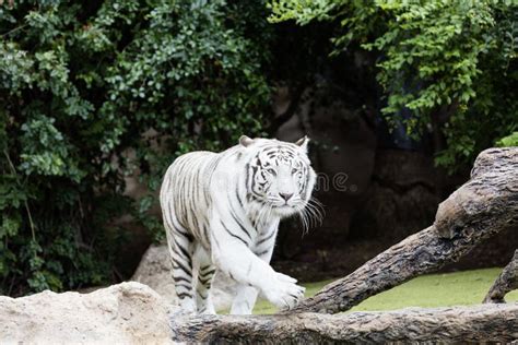 Protected White Tiger in the Wilderness. Stock Photo - Image of hunt, siberian: 96732864