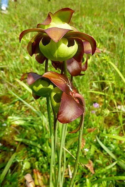 Pitcher Plant Flower