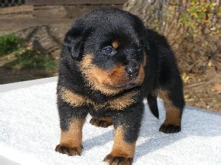 Gallery – Rottweiler Breed Standards - Lonecreek Rottweilers