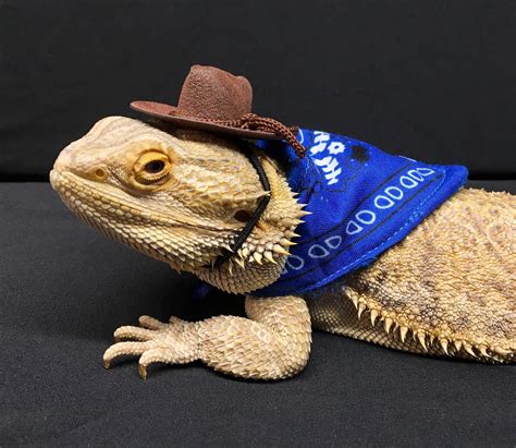 Reptile Costume Cowboy / Cowgirl Bearded Dragon Costume Bearded Dragon ...