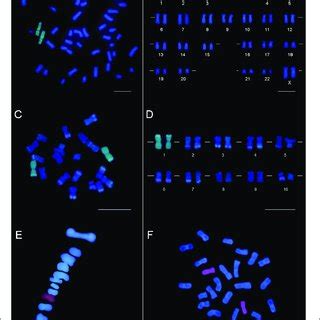 | Chromosome painting by CISS hybridization using chromosome-specific ...