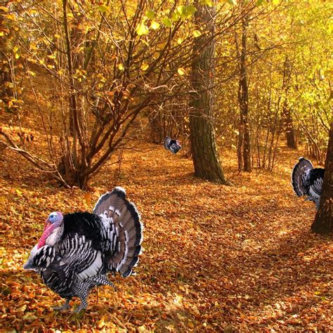 Thanksgiving HD Turkey Wallpapers - Wallpaper Cave