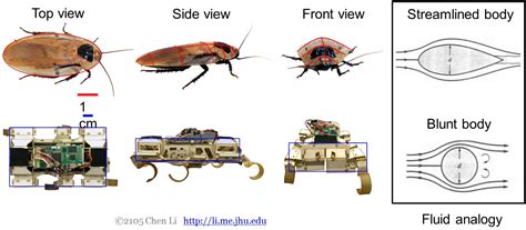 Biology & Robotics – Terradynamic Streamlining – Terradynamics Lab