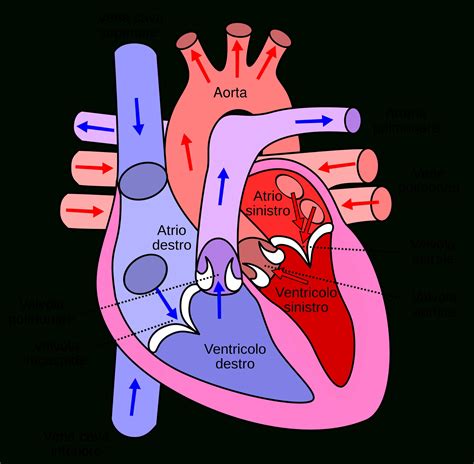 Human Circulatory System Diagram Labeled Circulatory System The Free Encyclopedia | Human heart ...