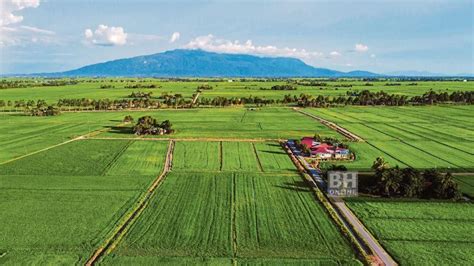 Sawah jadi rumah , pengeluaran padi MADA makin merosot - Utara - Negeri ...