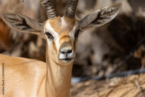 Arabian gazelle in natural habitat within a protected conservation area in Dubai, United Arab ...