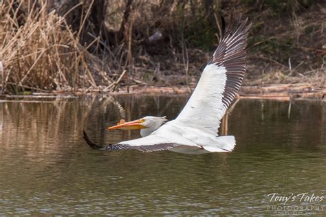 Pelican showcases massive wingspan in flight | Tony's Takes Photography