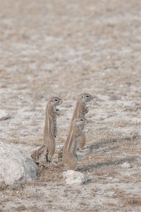 Self-driving Safari in Etosha National Park - Danes on the Road