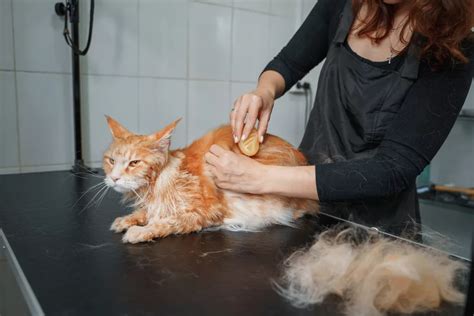 Maine Coon Grooming Tips to Keep Your Cat Happy