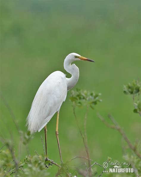 Ardea alba Fotos, Fotografía