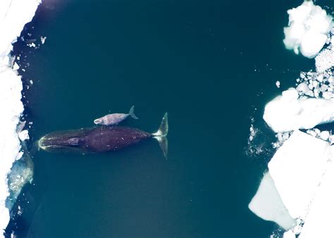 Mother and calf | Bowhead whale and calf in the Arctic Ocean… | Flickr