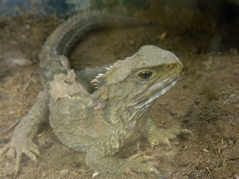 The tuatara is the only surviving member of the order Rhynchocephalia, a sister order to lizards ...