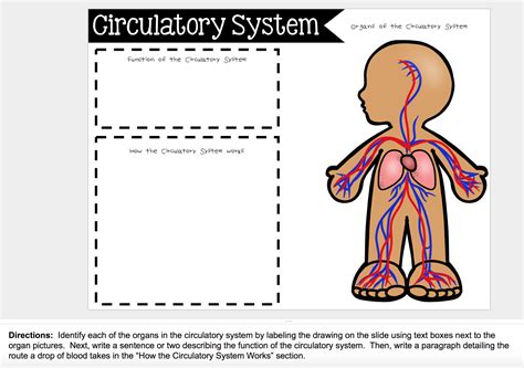 Circulatory System For Kids Worksheet