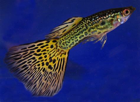 Guppy Love: Guppy mate choice changes the way they see color