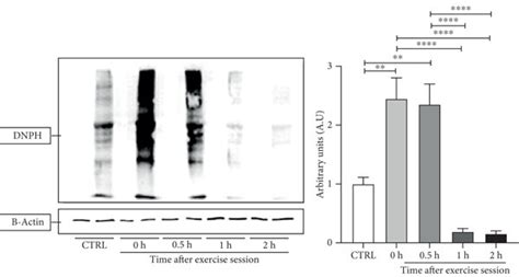 Effect of an acute exercise session on biomarkers of oxidative damage... | Download Scientific ...