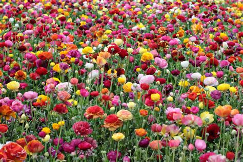 Ford Family Photos: Ranunculus Flower Fields - Carlsbad, California USA