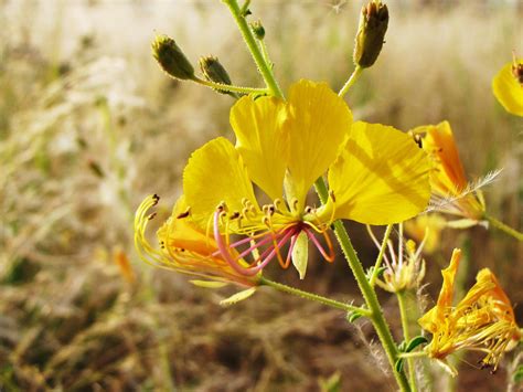 Holes in My Soles: Namibia's Wildflowers. Posies For My Readers.