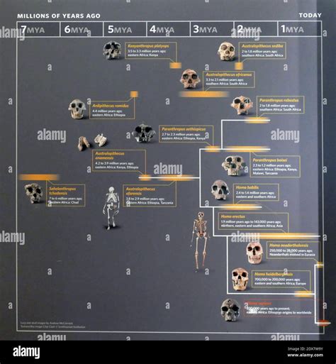 Human Evolution Tree