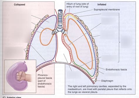 Mediastinum And Pleural Cavity