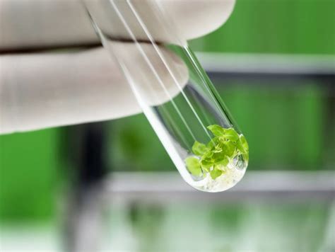 Plant tissue culture media for labs | Lab Associates