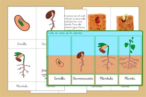 Ciclo de vida de la planta de inspiración Montessori Montessori ...