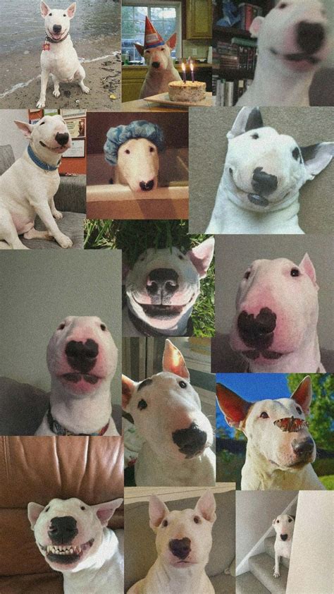 Download Walter The Dog Cute Bull Terrier Wallpaper | Wallpapers.com