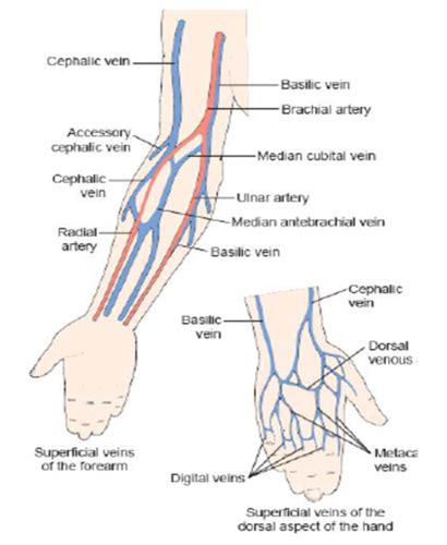 Peripheral Intravenous Initiation - Overview rg Flashcards | Quizlet