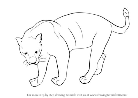 Learn How to Draw a Black Panther (Wild Animals) Step by Step : Drawing ...