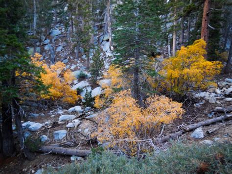 Mt. San Jacinto – A Palm Springs Peak – California Fall Color