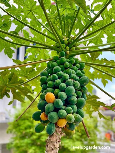 Papaya Tree: The Essential Guide to Carica Papaya