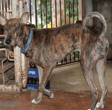 The Philippine Forest Dog, Also Known as the "Asong Gubat," Is a Dog Breed Native to the ...