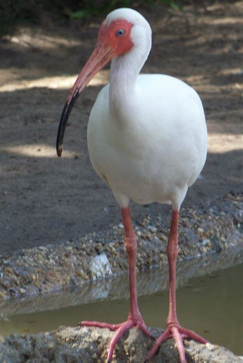 New Orleans Zoo | Animals, Zoo, Birds