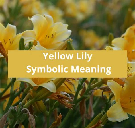 Yellow Lily Symbolic Meaning - Symbolic Meaning Of A Flower