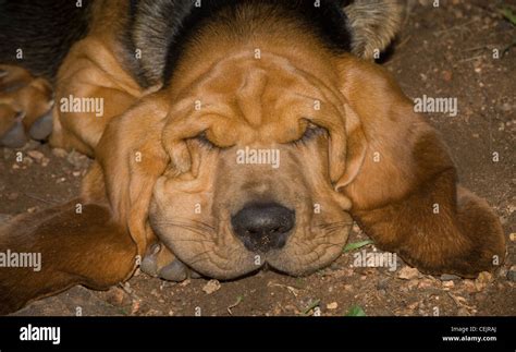 Bloodhound puppy-close up of his head on ground with ears out Stock ...