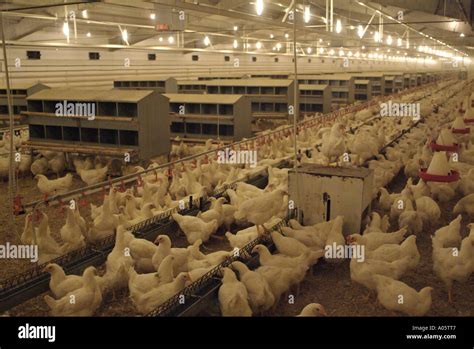 Breeder Broilers in a Broiler Barn on a Commercial Poultry Farm Stock Photo - Alamy