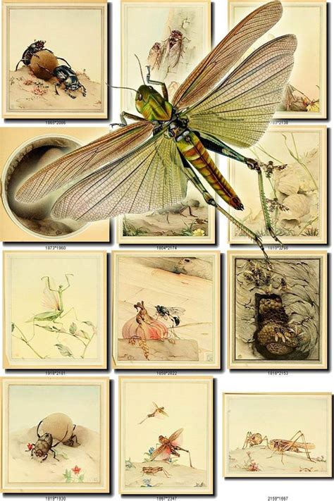 INSECTS-12 Collection of 289 vintage illustrations Grasshopper | Etsy | Vintage illustration ...