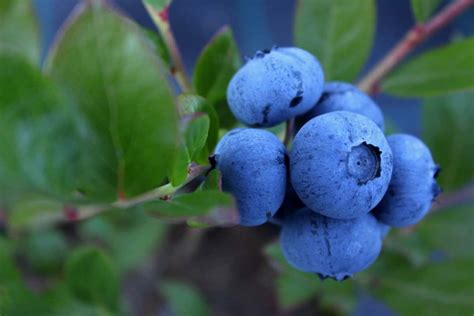 Blueberry Tree Care How To Identify and Get Rid of Pests - Arad Branding