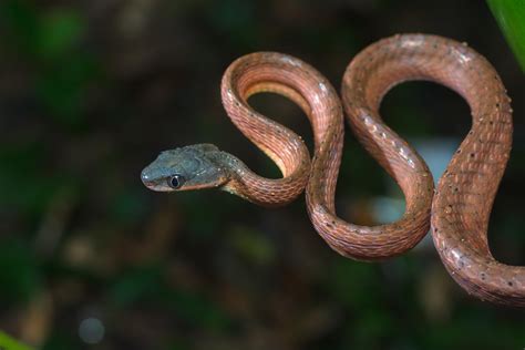 Black-headed cat snake (Boiga nigriceps)