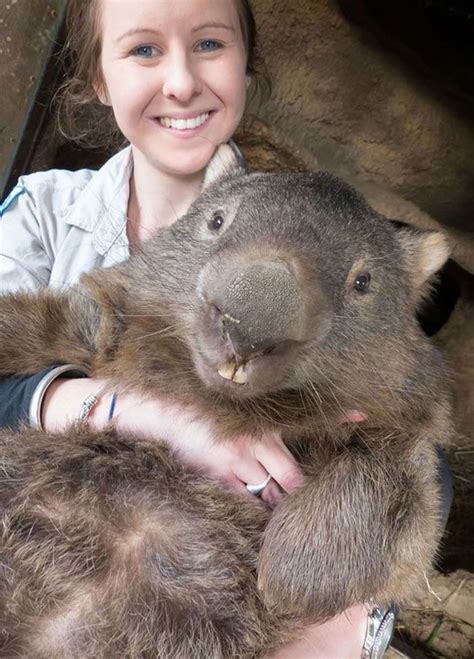 big wombat - Google 搜尋 | Happy animals, Animals, Cute animals