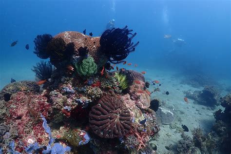 Scuba Diving Puerto Galera - Reef Haven