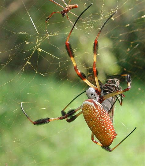 The Golden Silk Orb Weaver is Long Lived | South Carolina Public Radio